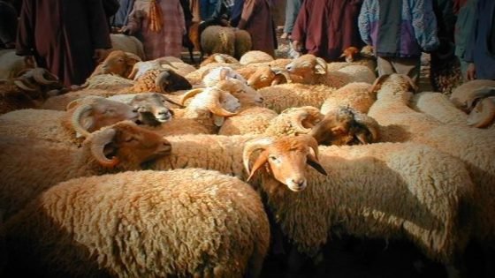 سقوط حملة “خليه يبعبع”… حين تحول الفايسبوك إلى مسرح للوهم الشعبوي