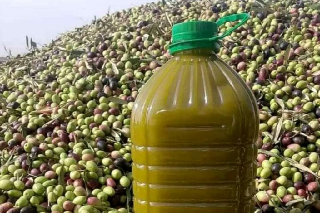 زيت الزيتون بجهة بني ملال خنيفرة من أزمة الإجهاد المائي إلى فرصة التميز العالمي