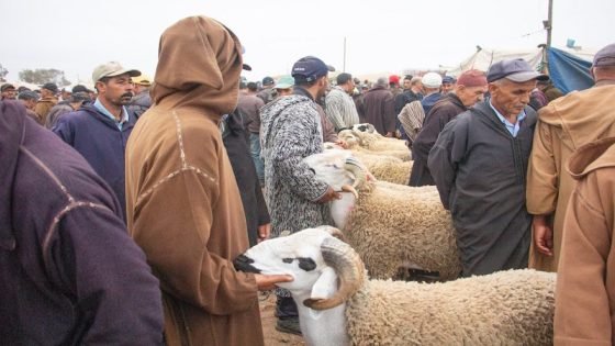 نقابة الصحفيين تندد بفوضى أسعار الأضاحي وتطالب بحماية الصحفيين داخل الأسواق