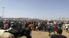 سوق بنسودة بفاس يتحول إلى ساحة فوضى.. مواطنون يرشقون الكسابة بالحجارة بسبب الغلاء واختفاء الأغنام