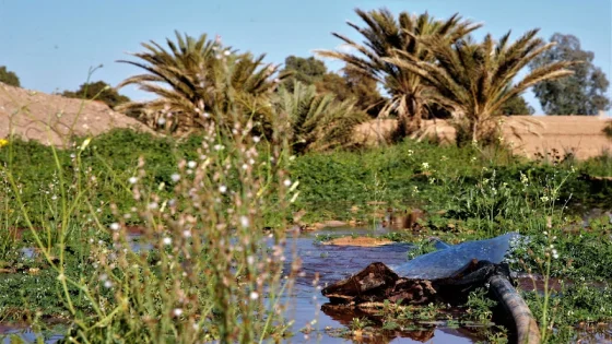طقس الإثنين.. أمطار متفرقة ورياح قوية بعدد من المناطق