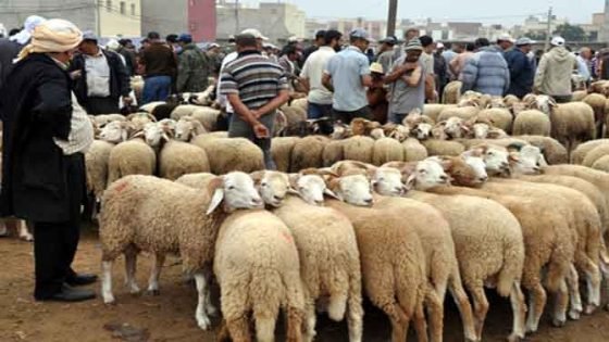 جامعة المستهلك: خصاص الأضاحي يرفع الأسعار ويحرج الحكومة