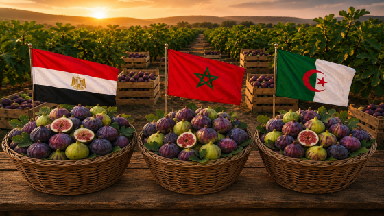 المغرب ثاني أكبر منتج عربي للتين بإنتاج يفوق 144 ألف طن سنويًا