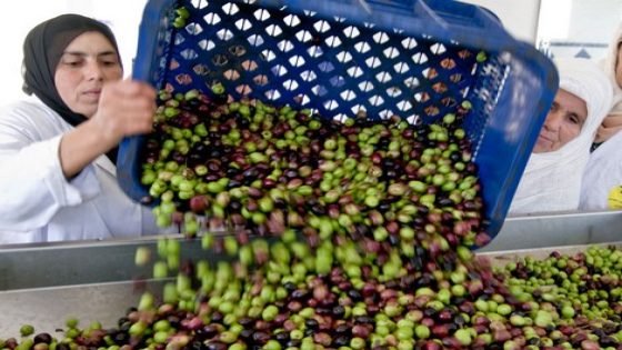 معركة الزيتون.. من الأكثر إنتاجًا عربيًا بين مصر وتونس والجزائر والمغرب؟