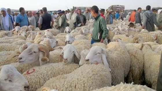 تقرير يورط الحكومة ويحمّلها مسؤولية اختلالات سوق الماشية