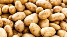 واردات البطاطس تقفز 50% بالمغرب وسط اضطراب حاد في الإنتاج المحلي