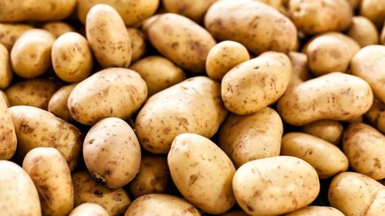 واردات البطاطس تقفز 50% بالمغرب وسط اضطراب حاد في الإنتاج المحلي