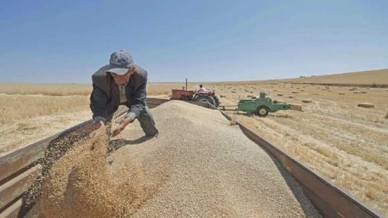 تحسن المحصول المحلي يخفض واردات المغرب من القمح الفرنسي